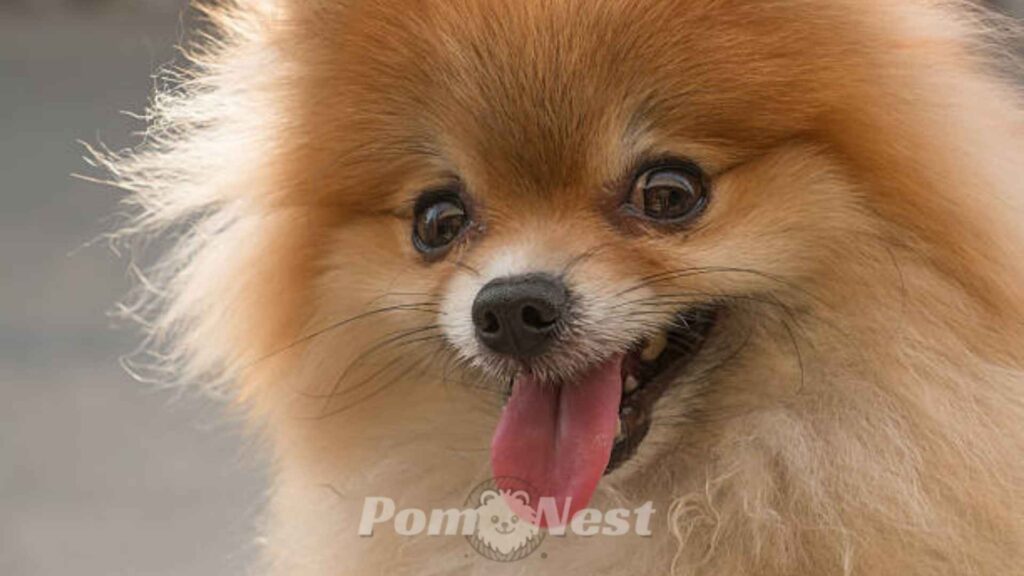 Fluffy Pomeranian close-up looking curious — representing why is my Pomeranian coughing concerns.