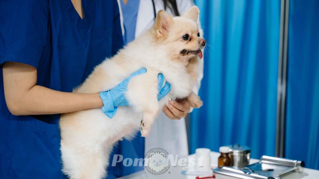 Why is my Pomeranian shaking while receiving gentle care.