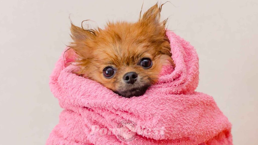 Why is my Pomeranian shaking and wrapped in a blanket.