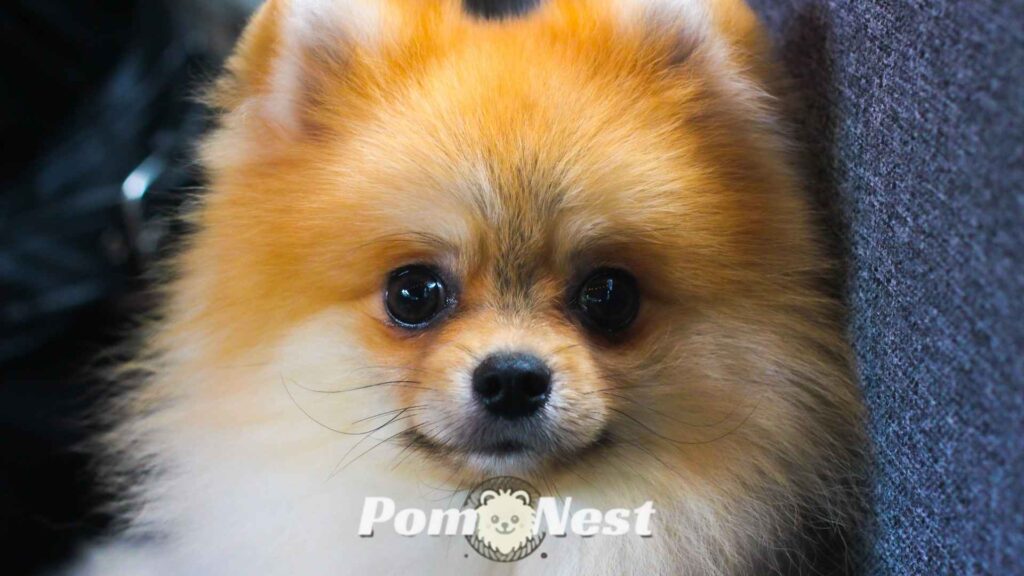 Why is my Pomeranian shaking from stress and fear.