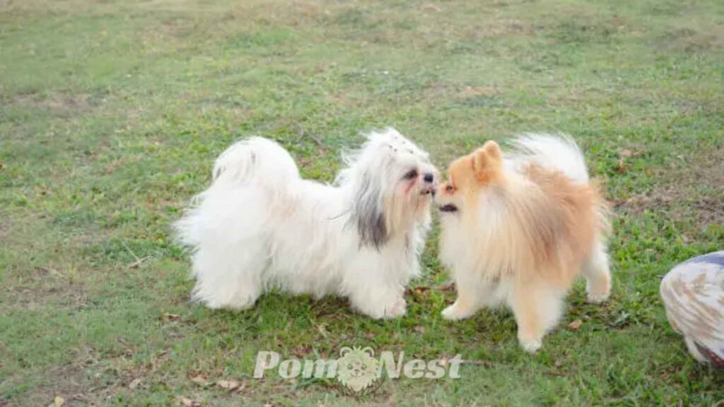 shih zu and pomeranian depicting "Are Pomeranians Good With Other Dogs?"