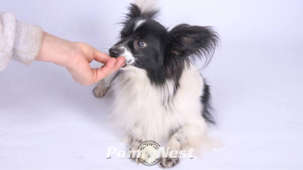 Owner feeding a healthy Border Collie and Pomeranian mix dog, showing proper nutrition and care for the Border Pom’s health and wellbeing.