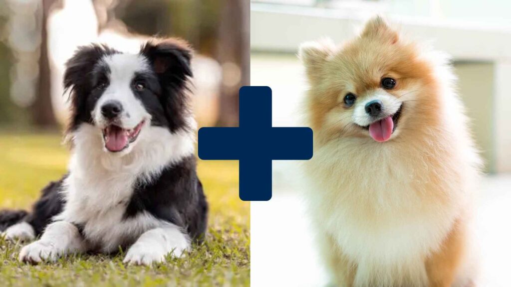 Border Collie and Pomeranian side by side showing the parent breeds of the Border Collie and Pomeranian mix, also known as the Border Pom.