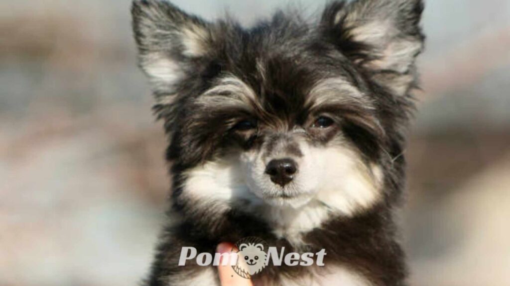 Close-up of a Border Collie and Pomeranian mix dog’s face, highlighting common health issues and diseases that can affect this mixed breed.