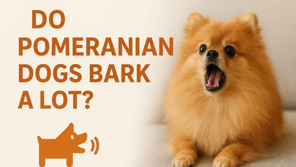The image depicting " Do Pomeranian Dogs Bark a Lot"