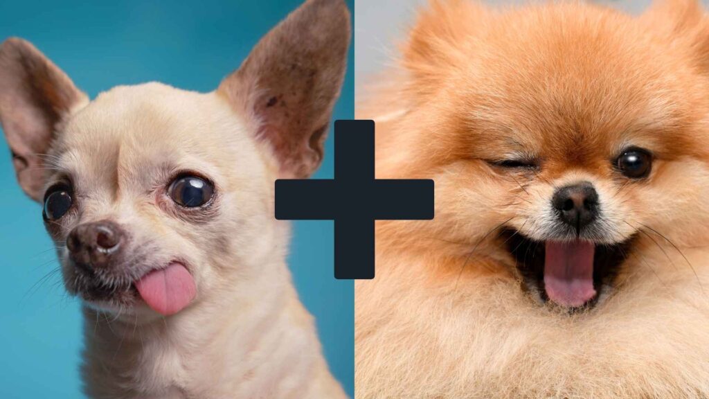 Full grown chihuahua pomeranian mix parent breeds side by side.