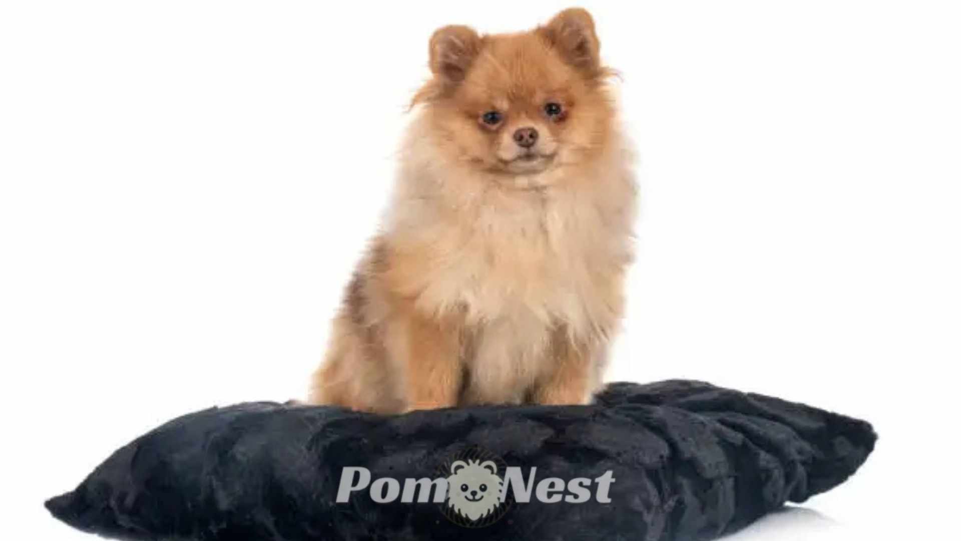 Pomeranian dog sitting on the heating pads for pomeranian dogs.