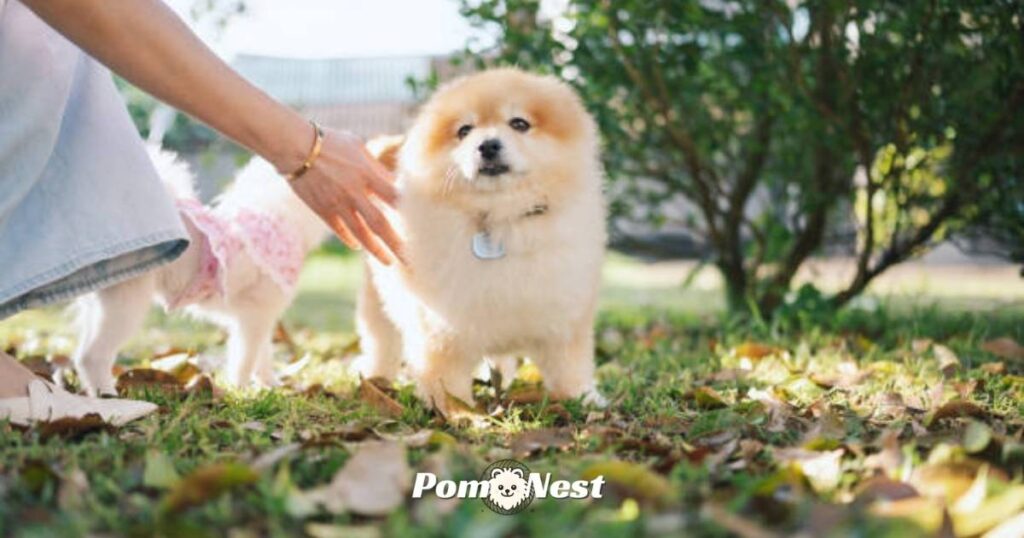 How to train a Pomeranian to walk on grass.