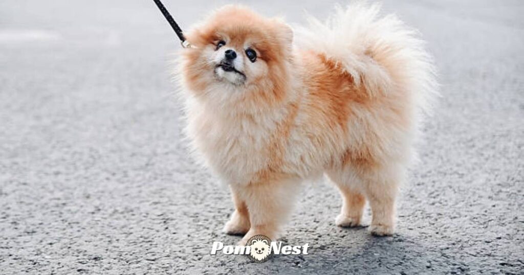 Outdoor session showing how to train a Pomeranian.