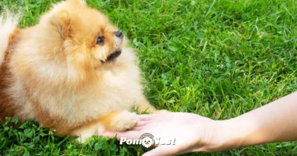 Fun ways on how to train a Pomeranian outdoors.