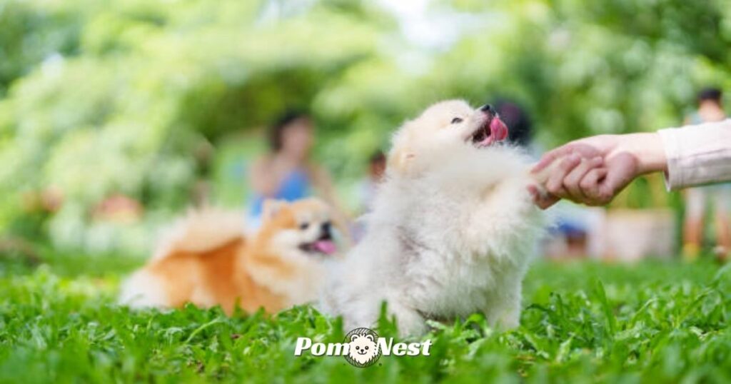 Owner practicing how to train a Pomeranian.