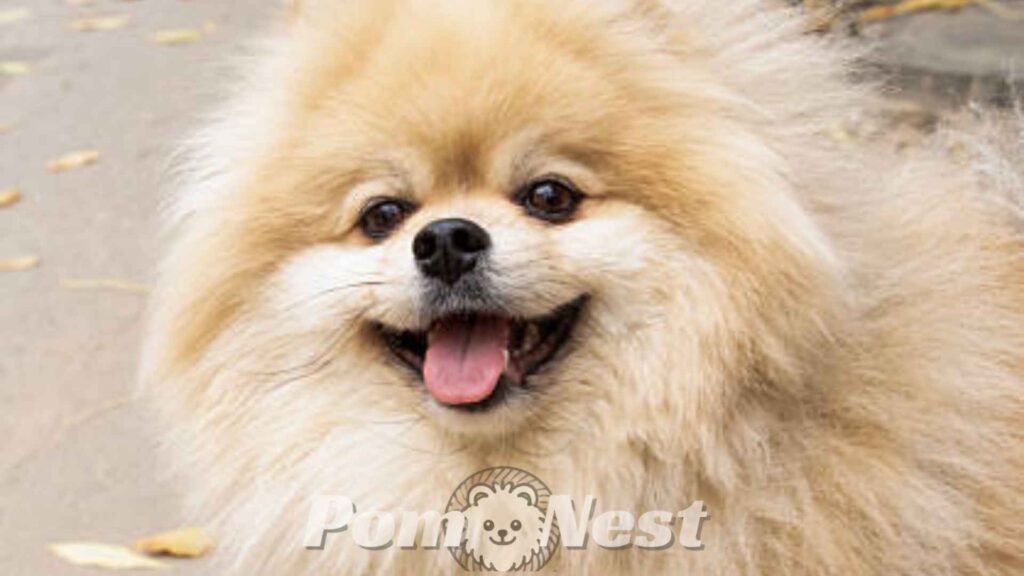 Happy, well-socialized puppy showing confident.