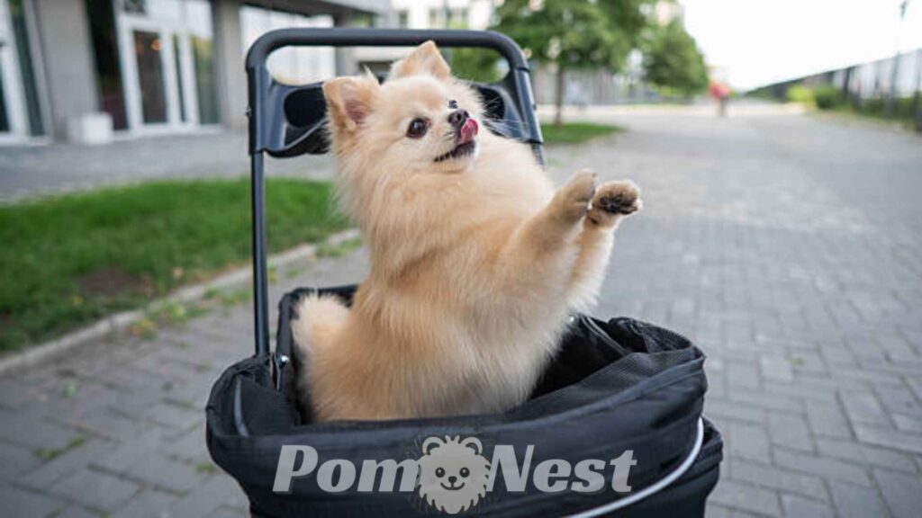 Pet owner helping to socialize a puppy in a park.