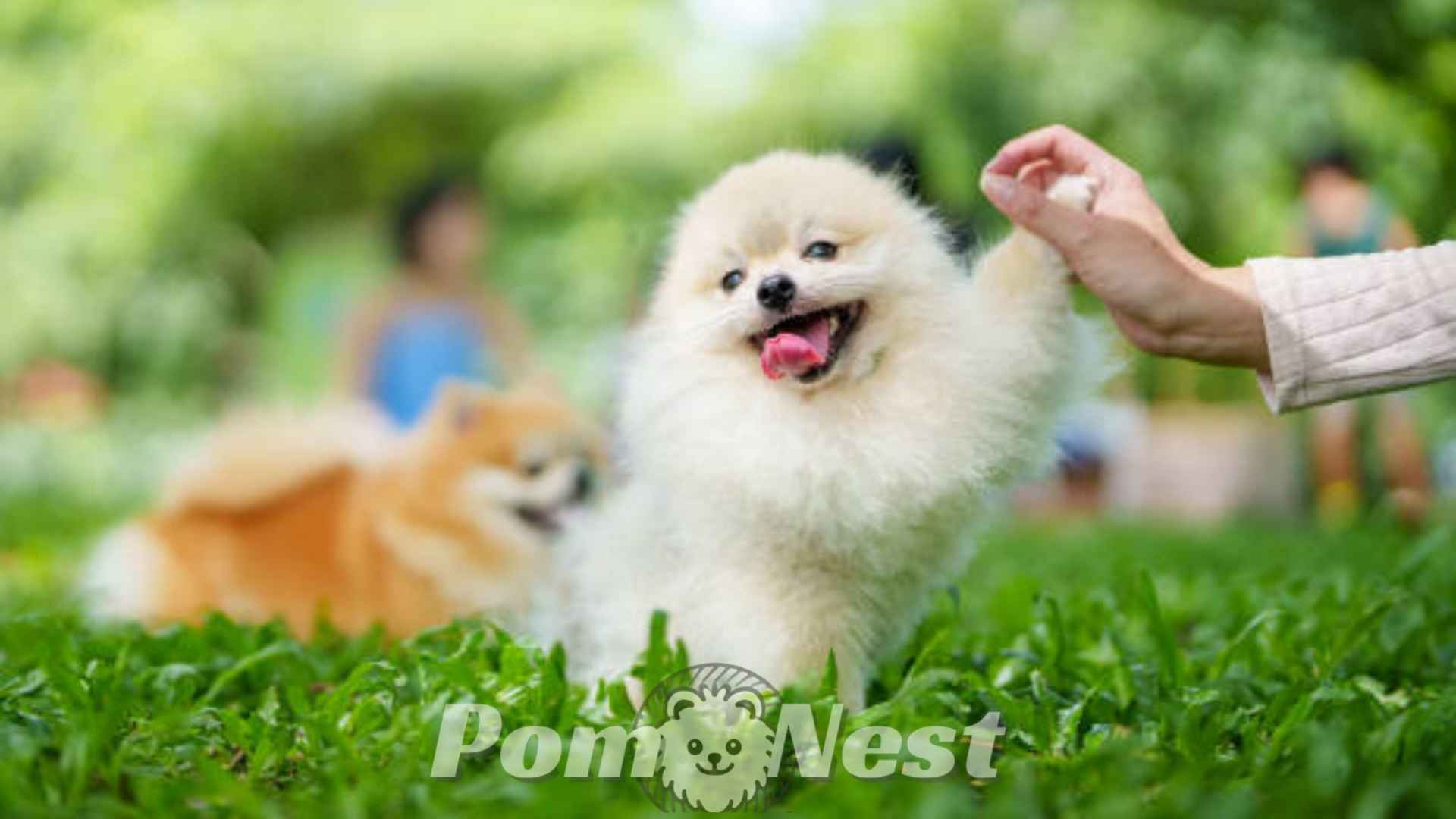 Pomeranian puppy playing with the owner. the image demonstrates, how to socialize a puppy.