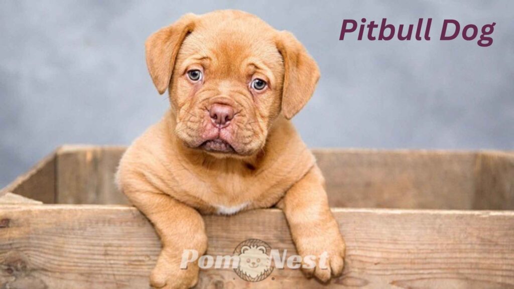Pitbull Dog sitting on a wall.