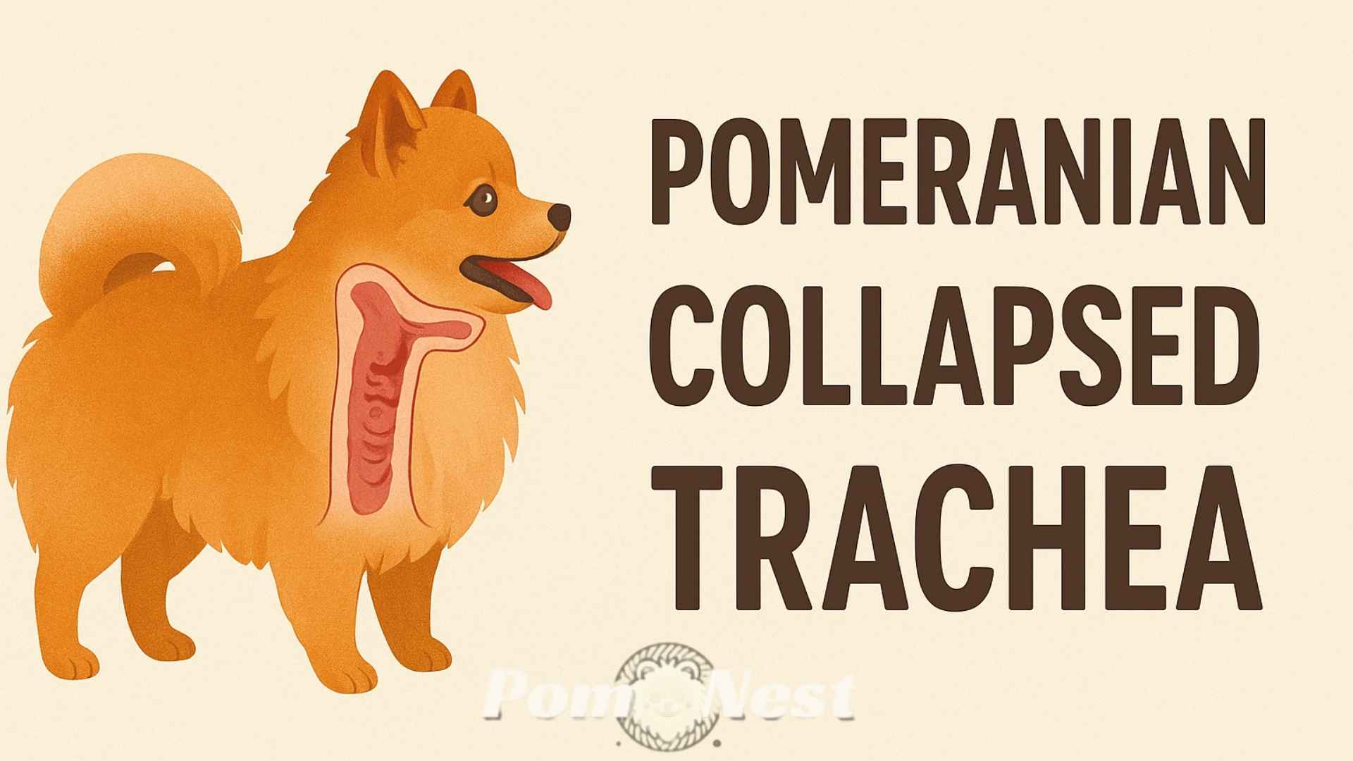 Pomeranian Collapsed Trachea