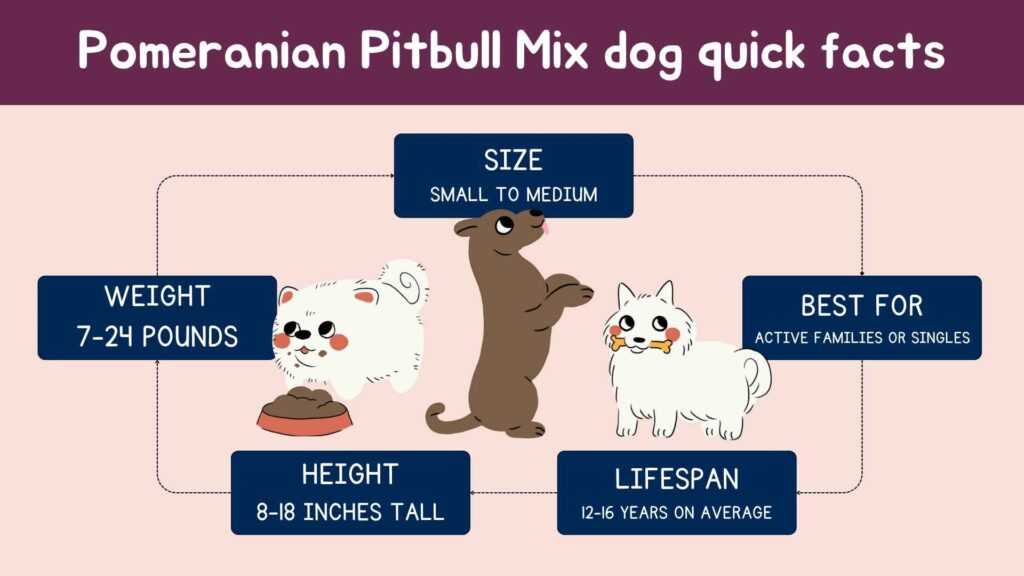 Pomeranian Pitbull Mix dog quick facts.