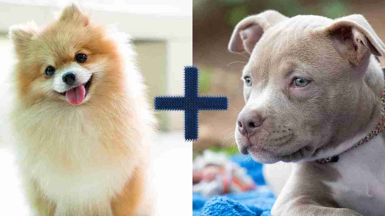 Pomeranian pitbull mix parent breeds.
