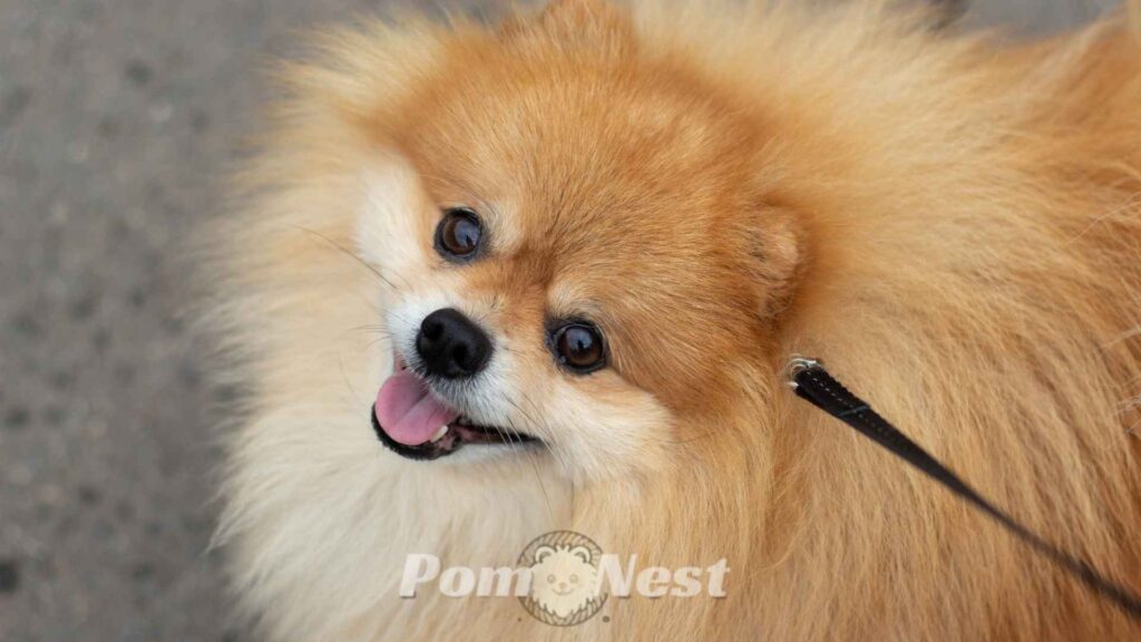 Close-up of a Pomeranian dog’s double coat – Pomeranians have hair or fur.