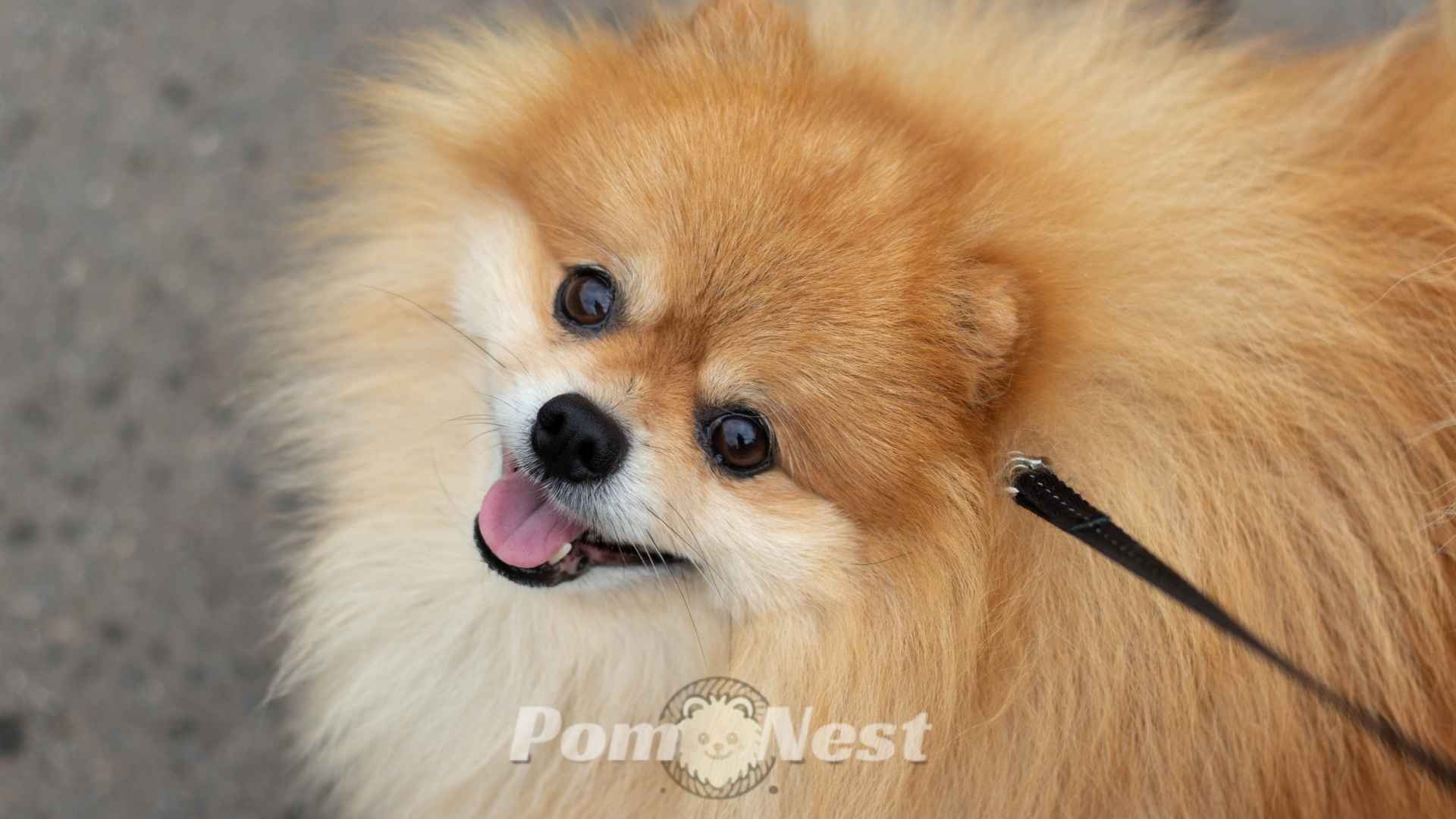 Close-up of a Pomeranian dog’s double coat – Pomeranians have hair or fur.