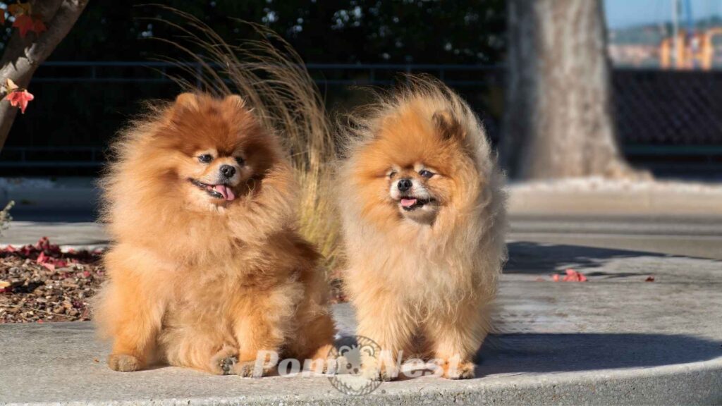 Happy Pomeranians playing outside, a perfect example that Pomeranians have hair or fur
