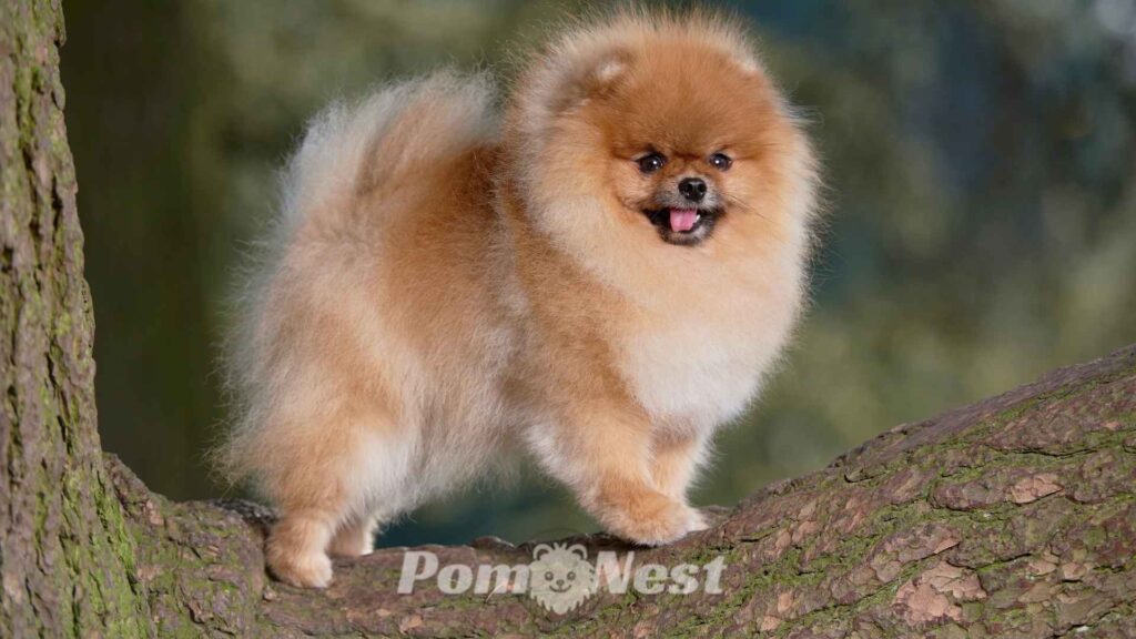 Fluffy Pomeranian showing its coat, illustrating that Pomeranians have hair or fur