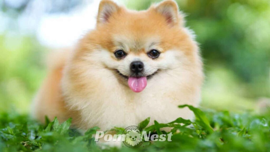 Pomeranian Dog sitting in the pasture.