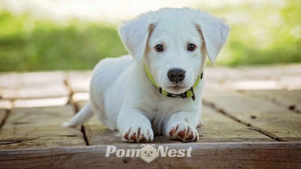 Pomeranian pitbull mix dog.