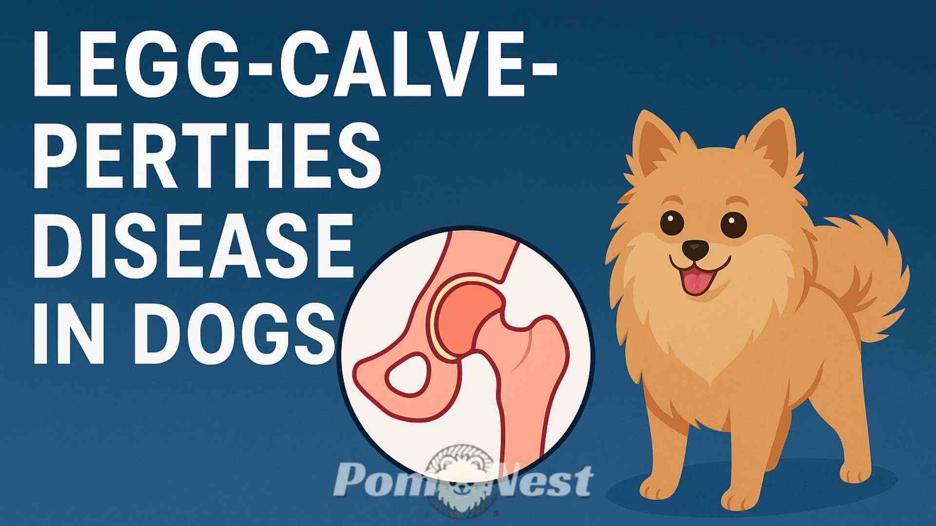 Legg-Calve-Perthes-Disease-in-Dogs