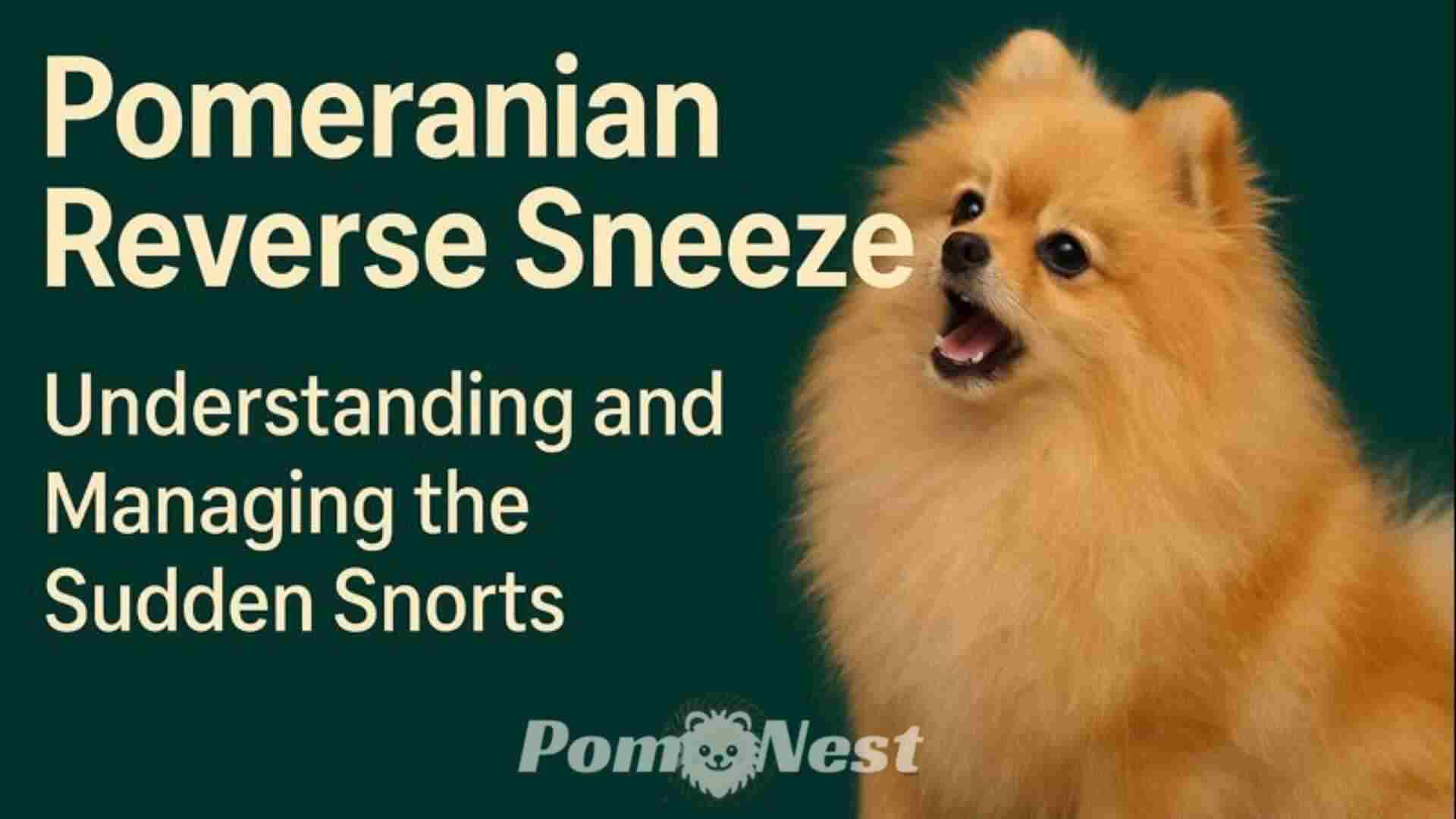 Pomeranian Reverse Sneeze